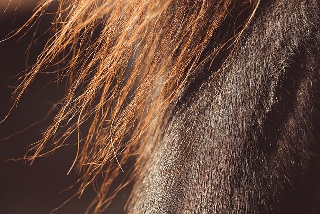Welche Fellfarben gibt es bei Pferden? - equifinity.com